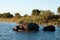 Hippo with calf