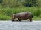 Hippo calf and cow in Uganda