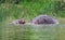 Hippo calf and cow waterside in Africa