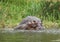 Hippo calf and cow waterside in Uganda