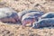 Hippo calf between a herd of sleeping hippos