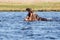 Hippo - Chobe River, Botswana, Africa