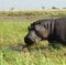 Hippo Close Up