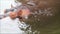 Hippo, close up head in water, Hippopotamus amphibius