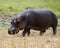 Hippo closeup out of water