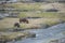 Hippo cow and calf out eating during the day