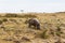 Hippo descends to the bank of the river Mara. Masai Mara, Kenya