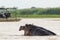 Hippo disturbed by tourists