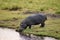 Hippo drinking from the river in Botswana