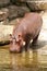 Hippo drinking water