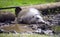 Hippo dwarf Liberian cloven-hoofed mammal eardrums zoo nostrils