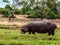 Hippo eating