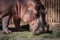 Hippo Eating Hay