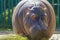 Hippo eats grass on a summer day