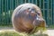 Hippo eats grass on a summer day