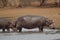 Hippo on the edge of Pond