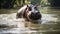 Hippo Eleutherocephala: Majestic Thai Jungle Encounter