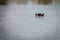 A Hippo enjoying the cold water.