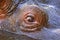 Hippo eye closeup