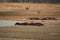 Hippo families laid down in the river