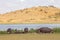 Hippo family chilling by the lake