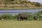 Hippo family chilling by the lake