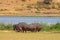 Hippo family chilling by the lake