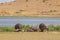 Hippo family chilling by the lake
