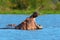 Hippo family Hippopotamus amphibius