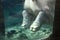 Hippo feet under water