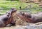 Hippo fight with water splashing in Mfuwe, Zambia