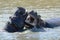 Hippo fight wildlife animals challenge fight mouths wide open at waterhole