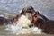 Hippo fighting at the masai mara national park kenya