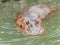 Hippo floating in water, hippopotamus floating on the river, focused on its eyes