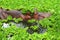 Hippo going for a swim