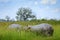 Hippo in the grass, wet green season. African Hippopotamus, Hippopotamus amphibius capensis, , Okavango delta, Moremi, Botswana.