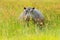 Hippo in the grass, wet green season. African Hippopotamus, Hippopotamus amphibius capensis, , Okavango delta, Moremi, Botswana. D