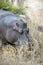 A hippo grazes in the grass