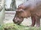 Hippo Grazes In The Zoo