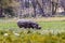 Hippo Grazing in Amboseli Kenya Marshlands