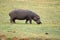 Hippo grazing in Botswana