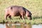 Hippo grazing beside the Sabie River in the Kruger Park, South Africa