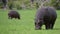 Hippo grazing with Yellow-billed oxpecker birds