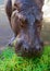 Hippo head closeup