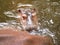 Hippo head closeup