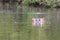 Hippo Head in the Nile River