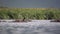 Hippo Herd in Natural Environment. Hippopotamus Relaxing in River in Tanzania