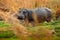 Hippo hidden in the grass, wet green season. African Hippopotamus, Hippopotamus amphibius capensis, , Okavango delta, Moremi,