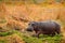 Hippo hidden in the grass, wet green season. African Hippopotamus, Hippopotamus amphibius capensis, , Okavango delta, Moremi,