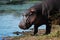 Hippo (Hippopotamus amphibius)